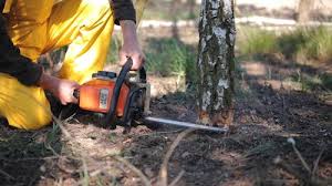 Trusted Lyons, CO Tree Services Experts