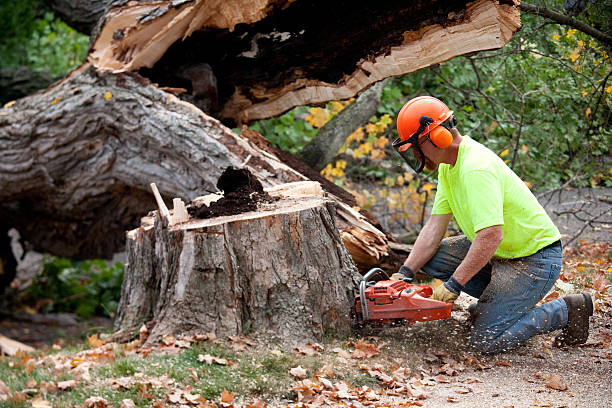 Tree and Shrub Care in Lyons, CO