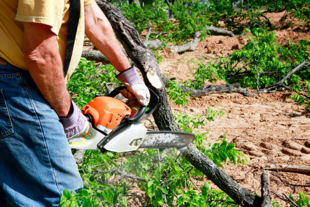 How Our Tree Care Process Works  in Lyons, CO